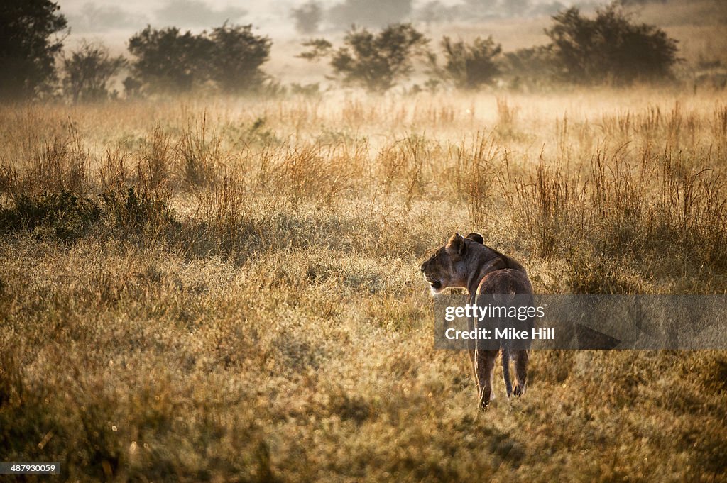 African Lioness in the morning light
