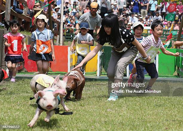 214 Miniature Pig Stock Photos, High-Res Pictures, and Images - Getty ...