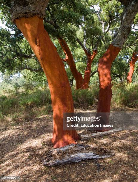 Red tree trunks freshly harvested bark Quercus suber, Cork oak, Sierra de Grazalema natural park, Cadiz province, Spain.