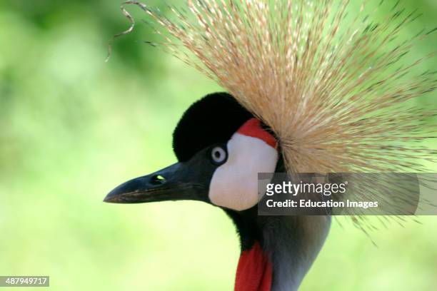 Uganda, Grey Crowned Crane, Uganda's national bird.