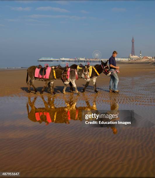 Donkey Reflections With Blackpool Tower In View, Lancashire, England.