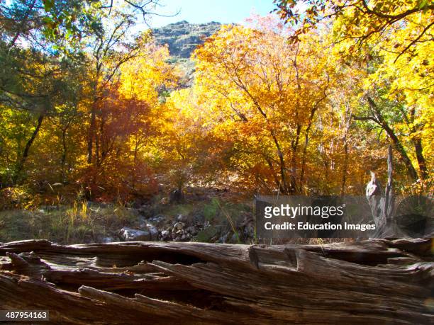North America, USA, Texas, Guadalupe Mountain National Park, McKittrick Canyon Scenic Hiking Trail spectacular Fall Scenery.