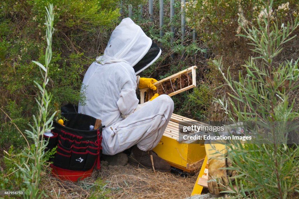 Urban beekeeper removing feral bee hive from bushes near Ballona Creek, Los Angeles