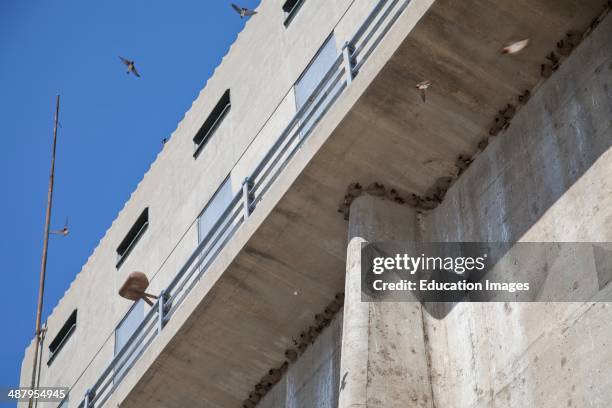 Cliff swallows' mud nests, Sepulveda Dam, Sepulveda Basin Wildlife Reserve, Los Angeles, California.