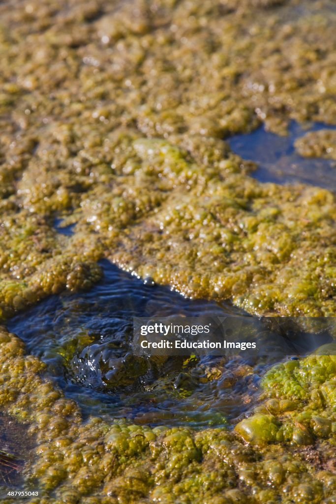 Groundwater bubbling up through algae on paved banks of the Los Angeles River