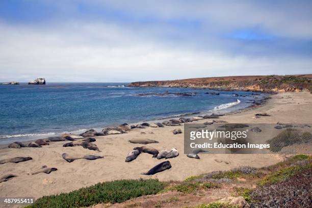 Elephant Seals, Piedras Blancas, San Simeon, San Luis Obispo County, California.