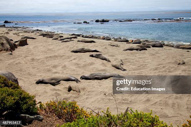 Elephant Seals, Piedras Blancas, San Simeon, San Luis Obispo County, California.