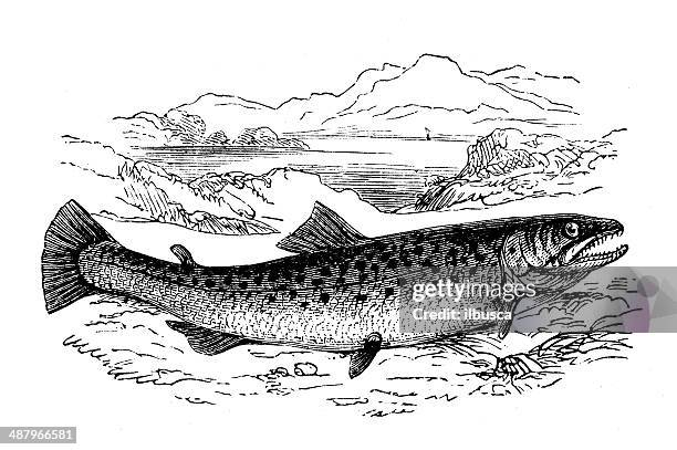 antique illustration of bull trout (salvelinus confluentus) - brown trout stock illustrations
