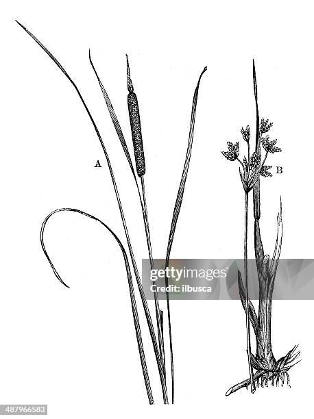 illustrazioni stock, clip art, cartoni animati e icone di tendenza di antica illustrazione di typha latifolia (bulrush) e scirpus lacustris - sala grande