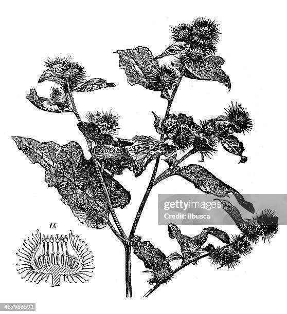 antique illustration of arctium lappa (greater burdock) - greater burdock stock illustrations