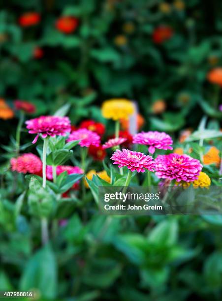 Zinnia flowers in bloom.