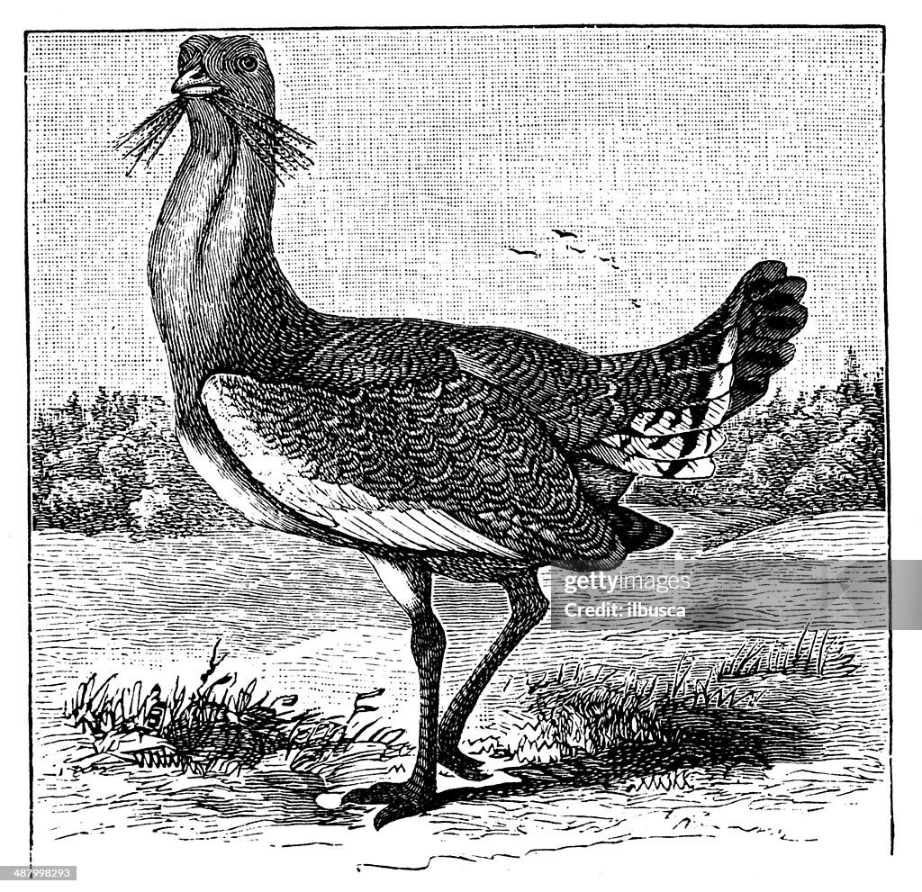 Antique illustration of Great Bustard (Otis tarda)