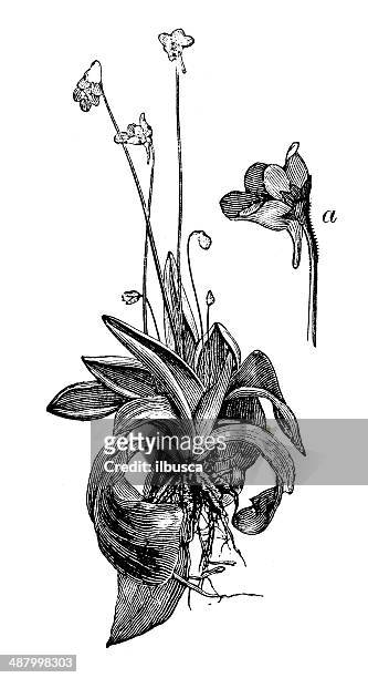 antique illustration of pinguicula vulgaris (common butterwort) - pinguicula vulgaris stock illustrations