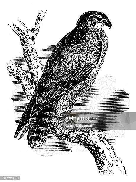 antique illustration of common buzzard (buteo buteo) - turkey buzzard stock illustrations