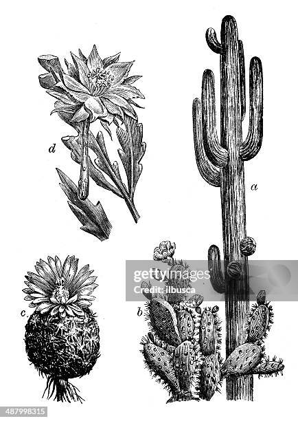 ilustraciones, imágenes clip art, dibujos animados e iconos de stock de ilustración antiguas de cactus - cacto