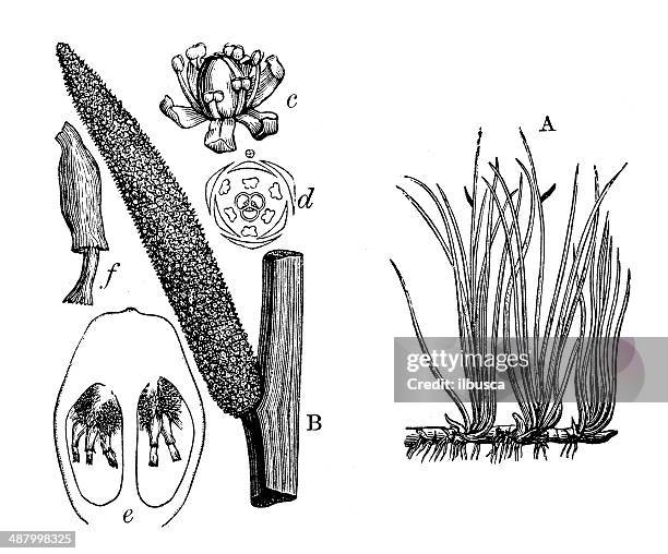 antique illustration of acorus calamus (sweet flag or calamus) - sweet flag or calamus (acorus calamus) stock illustrations