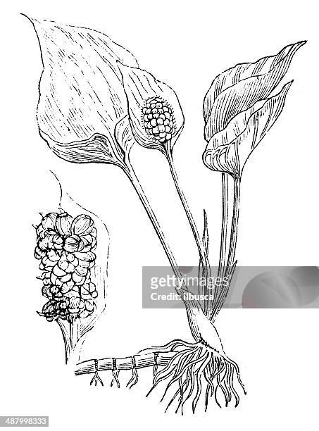 ilustrações de stock, clip art, desenhos animados e ícones de antiguidade ilustração de calla palustris (galerina aro, marsh calla) - lamaçal