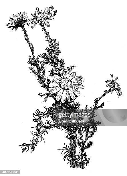 antique illustration of chamomile (chamaemelum nobile, anthemis nobilis) - chamomile plant stock illustrations