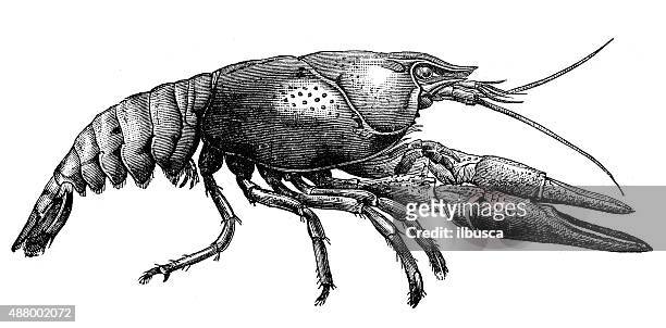 antique illustration of crayfish, crawfish, crawdads, freshwater lobsters, mudbugs - crayfish seafood stock illustrations