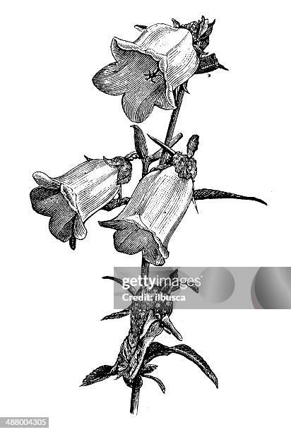 antique illustration of campanula medium (canterbury bells) - canterbury england stock illustrations