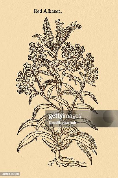 alkanet or bugloss, 17 century botanical illustration - wood block print texture stock illustrations