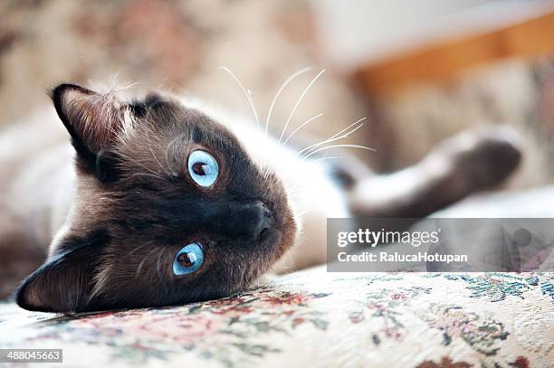 birmanese male cat laying down - burmese cat stock pictures, royalty-free photos & images