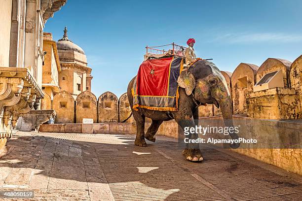 guide riding his elephant exiting amber fort in jaipur, india - amber fort 個照片及圖片檔