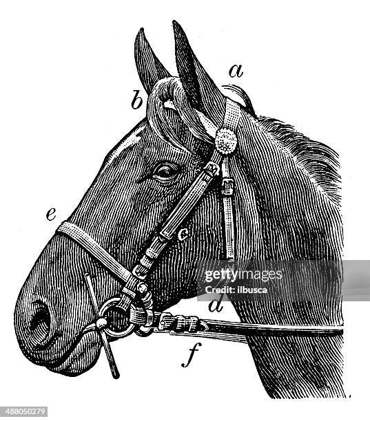 antikes illustration von horse zügel - zügel stock-grafiken, -clipart, -cartoons und -symbole