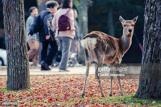 sika deer in nara park in autumn - 奈良県 ストックフォトと画像