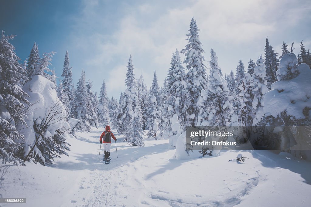 Woman Walking with Snowshoes in Winter Forest Landscape