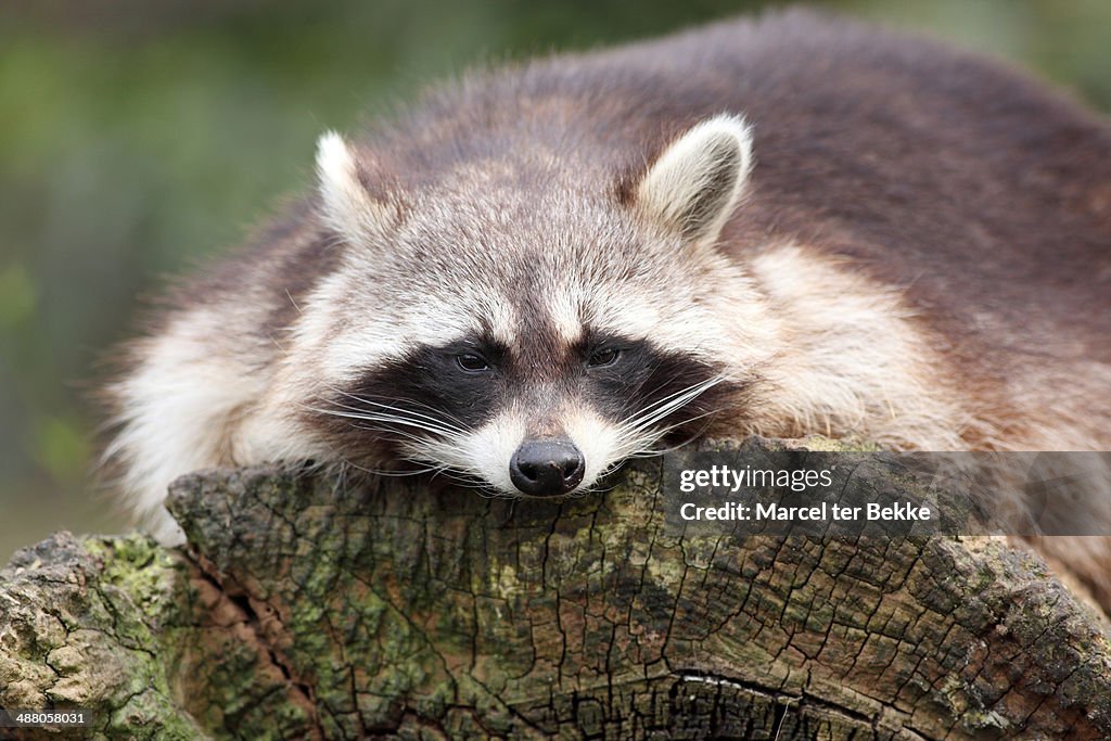 Exhausted Racoon Sleepy Raccoon High-Res Stock Photo - Getty Images