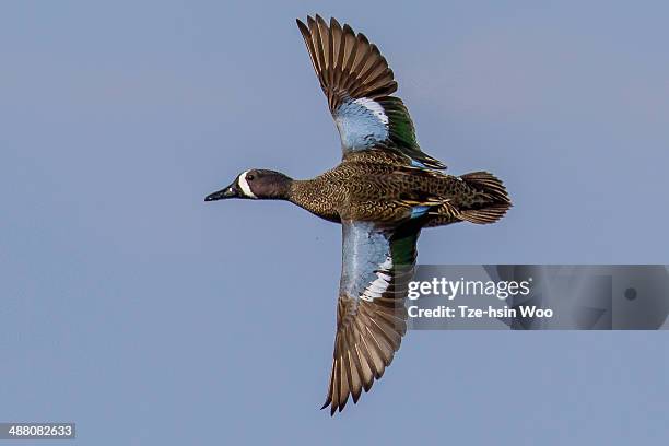 blue-winged teal - teal anas discors birds stock pictures, royalty-free photos & images