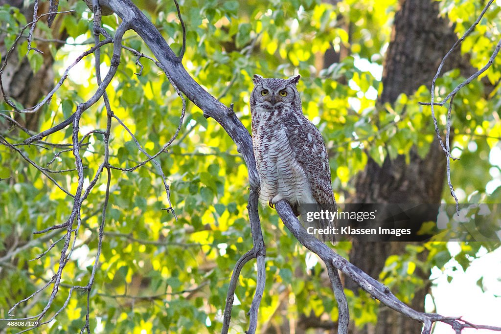 Great horned owl