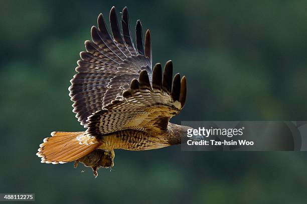 red-tailed hawk with a gopher. - roodstaartbuizerd stockfoto's en -beelden