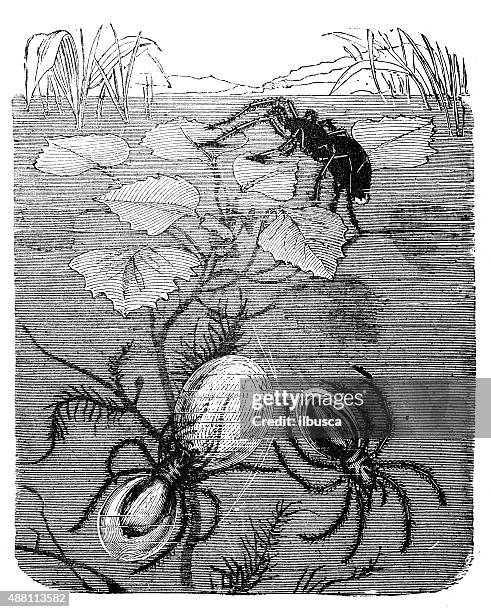 antique illustration of water spider, diving bell spider (argyroneta aquatica) - argyroneta aquatica stock illustrations