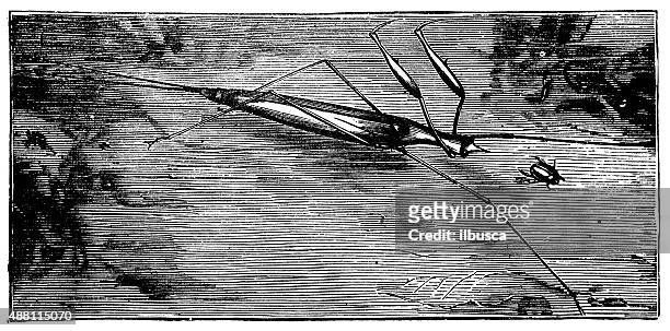 antique illustration of ranatra, water bug, water stick-insect (ranatra linearis) - belostomatidae stock illustrations
