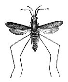 Antique illustration of water gnat, flying water bug (Hydrometra argentata)