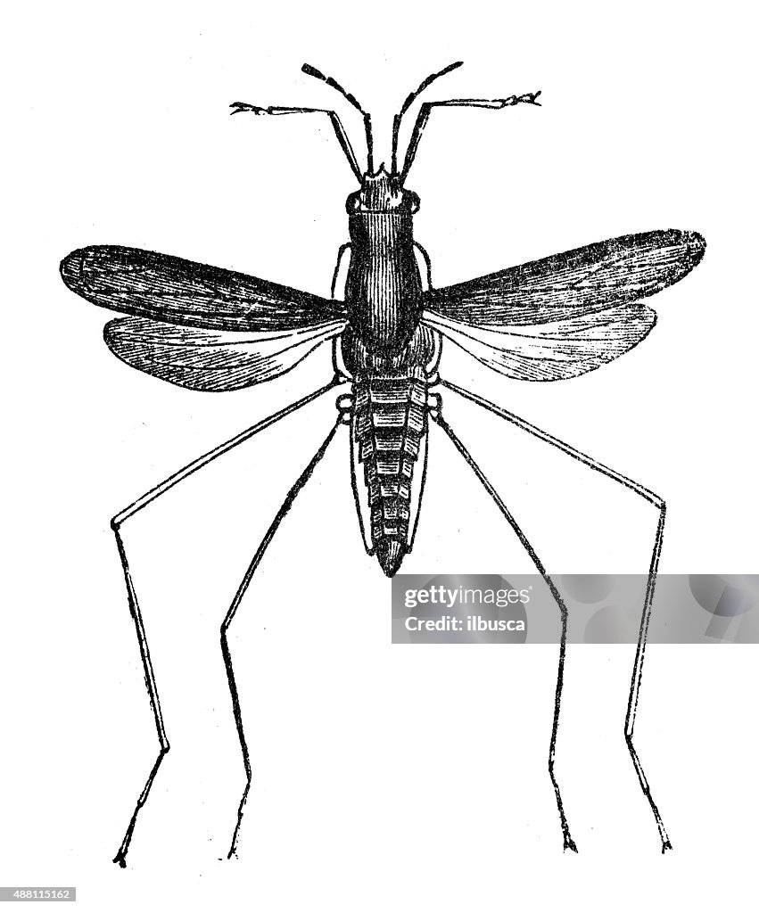 Antique illustration of water gnat, flying water bug (Hydrometra argentata)