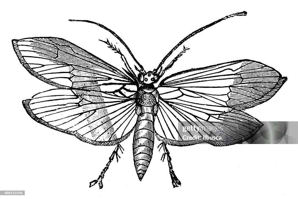Antique illustration of caddisfly or sedge-fly or rail-fly