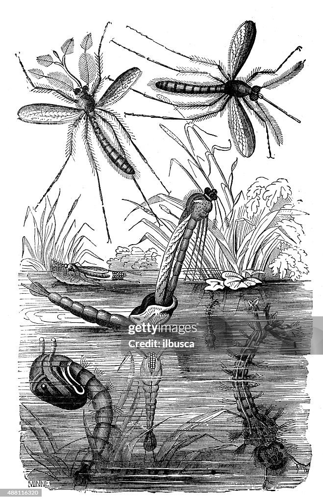 Antique illustration of stages of gnat (larva, pupa, insect)