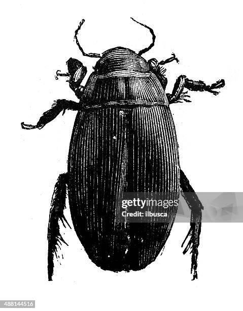 ilustraciones, imágenes clip art, dibujos animados e iconos de stock de anticuario ilustración de gran dytiscidae (dytiscus marginalis) - diving beetle