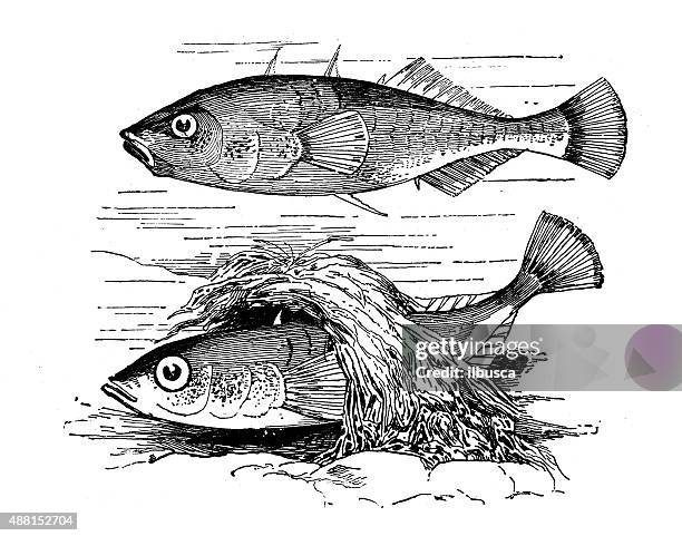 antique illustration of three-spined stickleback (gasterosteus aculeatus) and its nest - stickleback fish stock illustrations