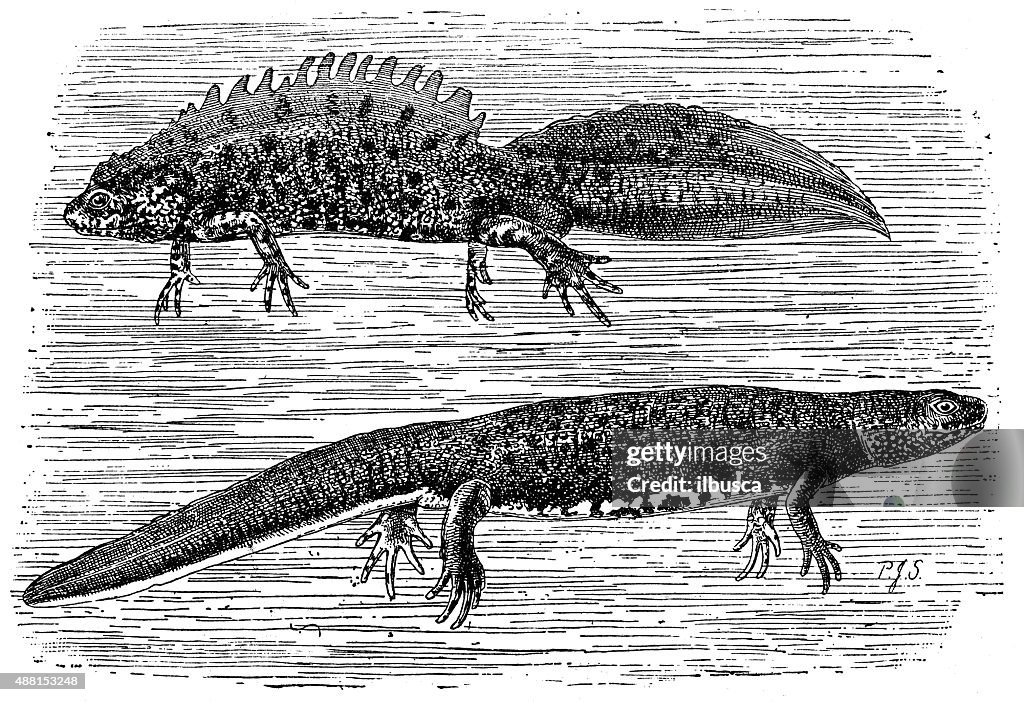 Antique illustration of northern crested newt (Triturus cristatus)