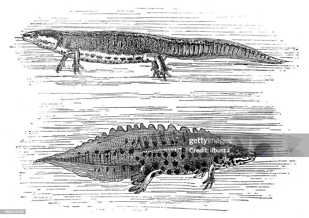 Antique illustration of smooth newt or common newt (Lissotriton vulgaris)