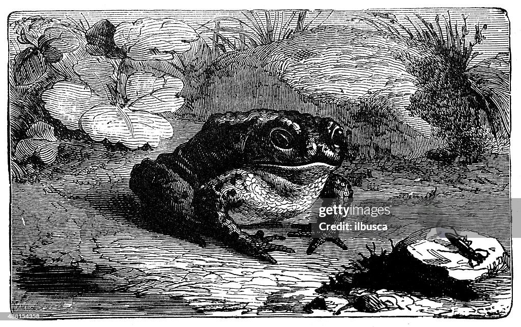 Antique illustration of the common toad