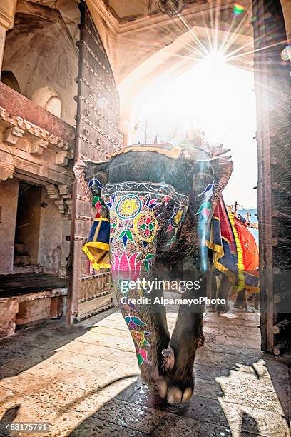 elefante entrar amber fort turísticas - amber fort - fotografias e filmes do acervo