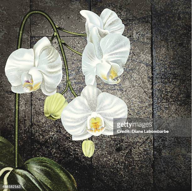 white phalaenopsis orchid on old wood - moth orchid stock illustrations