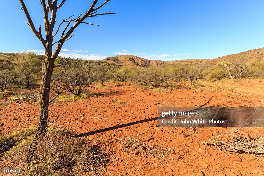 Dead tree. Arkaroola. Flinders Ranges. Australia