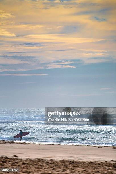 surfer heading into the water in the early morning - durban surfing stock pictures, royalty-free photos & images