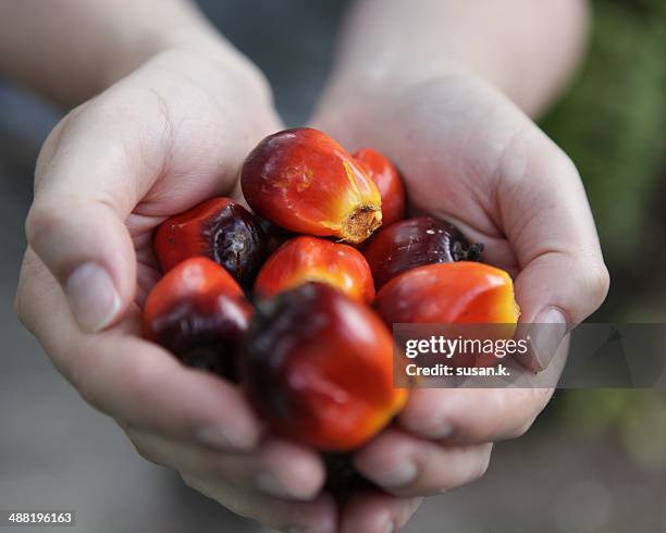 hands holding freshly picked oil palm fruits. - oil palm stock-fotos und bilder